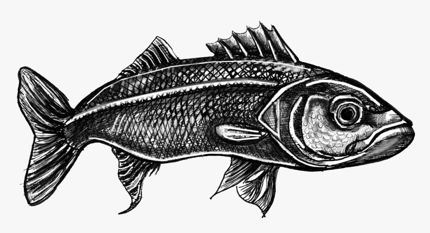 Peixe Robalo Png, Transparent Png, Free Download