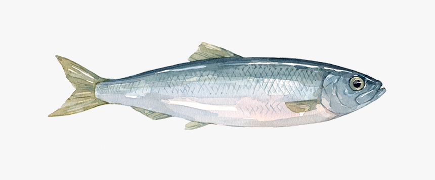 Anchovy, HD Png Download, Free Download