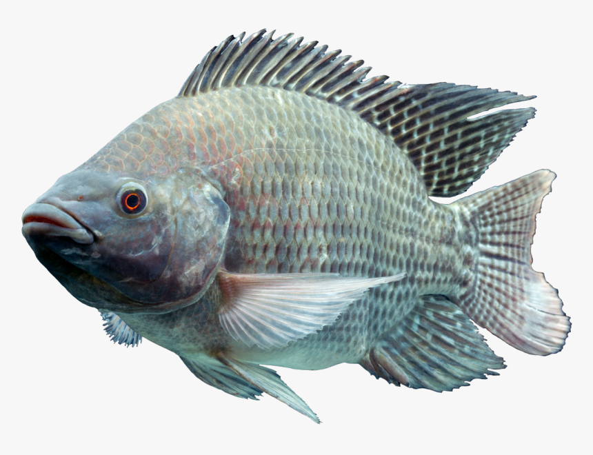 Peixe Yes - Oreochromis Niloticus, HD Png Download, Free Download