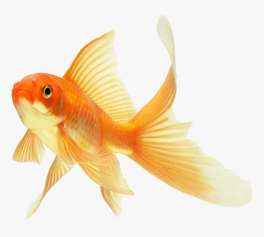 #yellow #peixe #yellowaesthetic - Beautiful Gold Fish, HD Png Download, Free Download