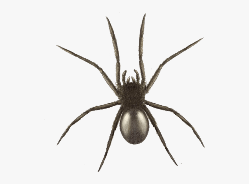 Widow Spider, HD Png Download, Free Download