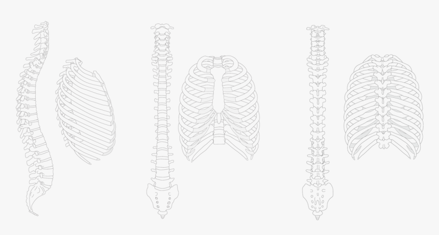 Graphic Black And White Anatomy - Draw A Spine And Rib, HD Png Download, Free Download