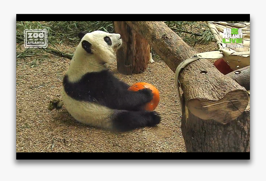 Animal Planet Panda, HD Png Download, Free Download