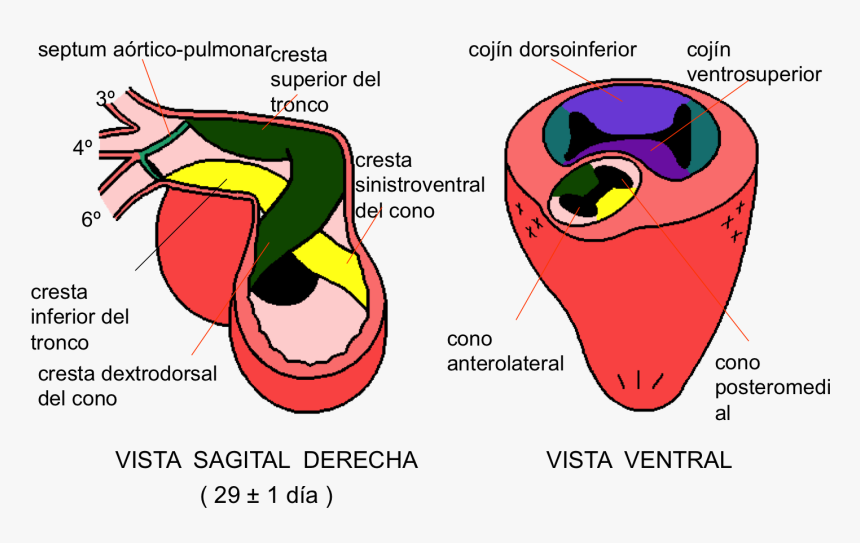 Tronco Cono Del Corazon, HD Png Download, Free Download