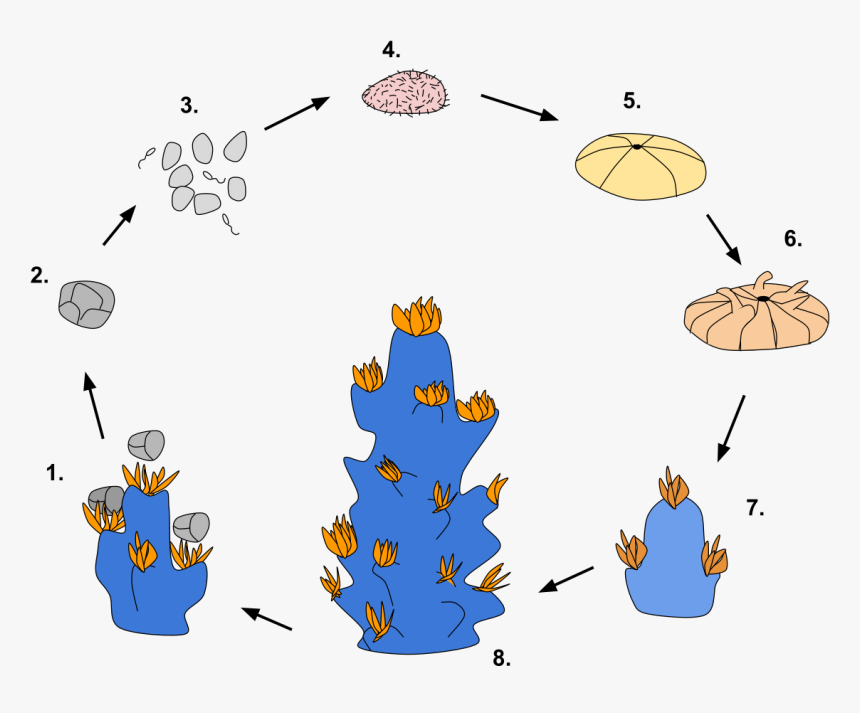 Corals Reproduction, HD Png Download, Free Download