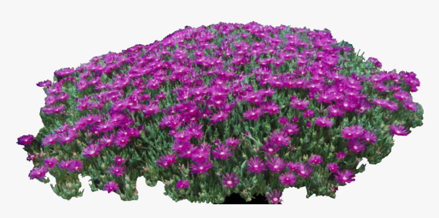 Free Cropped Photos Architecture Entourage Autocad - African Daisy, HD Png Download, Free Download