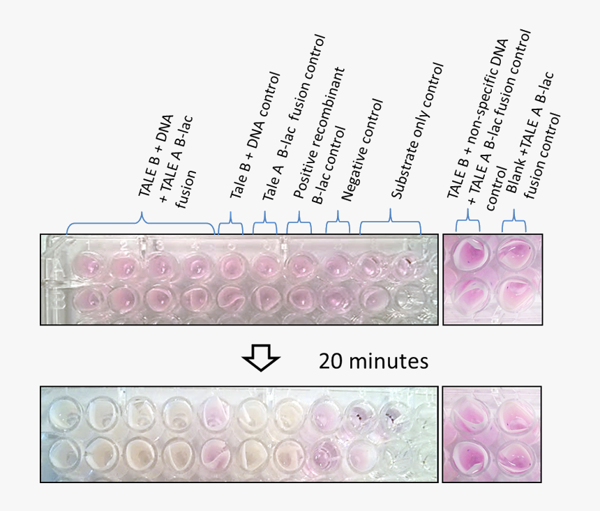 Tale Dna Capture Assay - Wrapping Paper, HD Png Download, Free Download