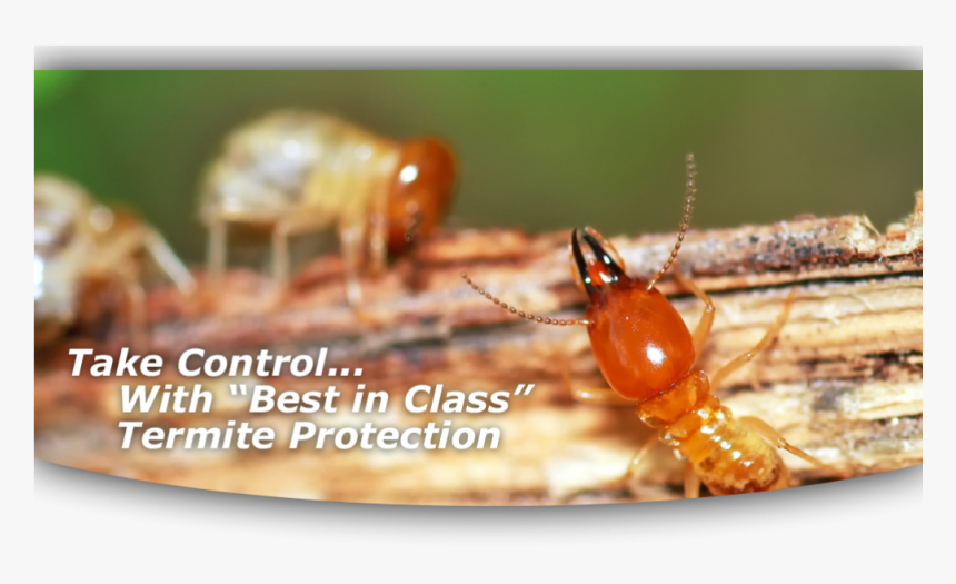 Termites Nigeria, HD Png Download, Free Download