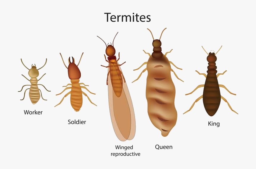 Do Termites Look Like Hd Png Download Kindpng