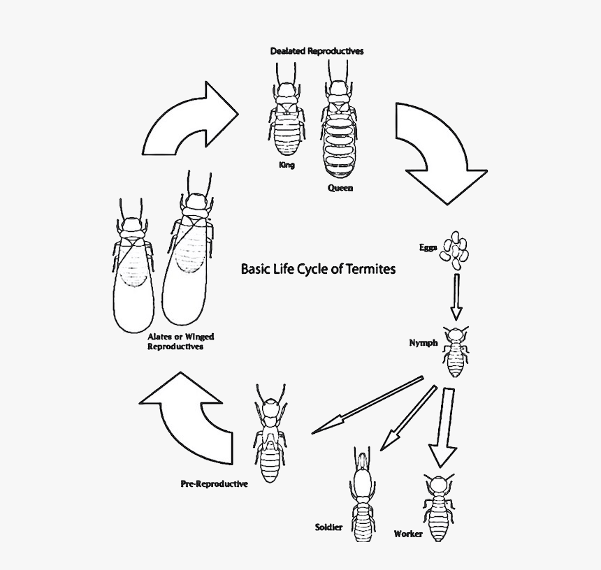 Diagram, HD Png Download, Free Download