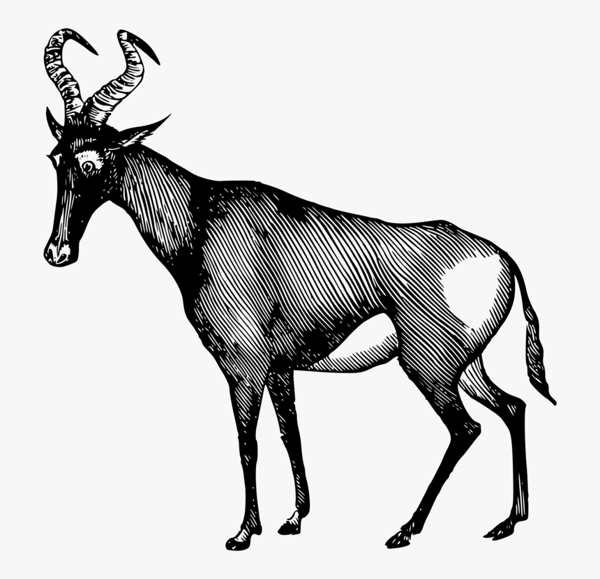 Line Art,elk,vertebrate - Hartebeest Pencil, HD Png Download, Free Download