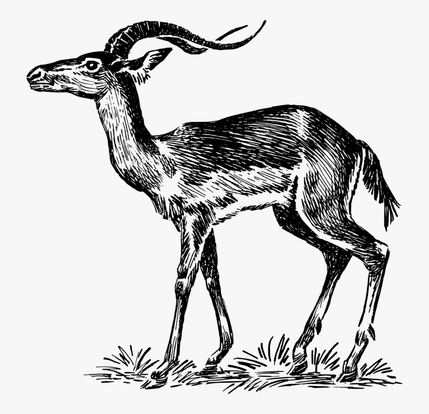 Antelope,musk Deer,gazelle - Impala Clip Art, HD Png Download, Free Download