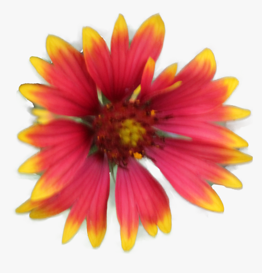 Summer Time - Indian Blanket, HD Png Download, Free Download