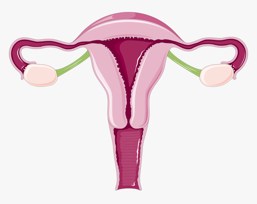 Transparent Vagina Clipart - Adnexa Meaning, HD Png Download, Free Download