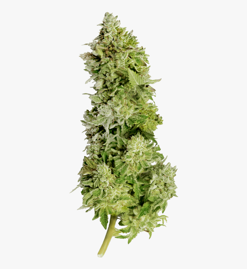 Beast Mode Auto Feminized Seeds - Hornwort, HD Png Download, Free Download