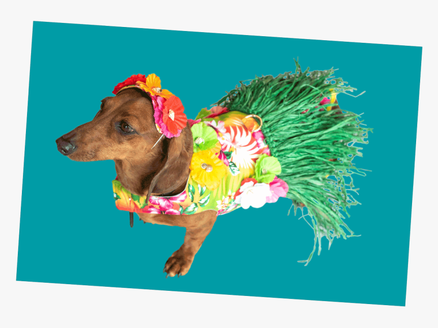 Small Dog In A Grass Skirt - Dachshund, HD Png Download, Free Download