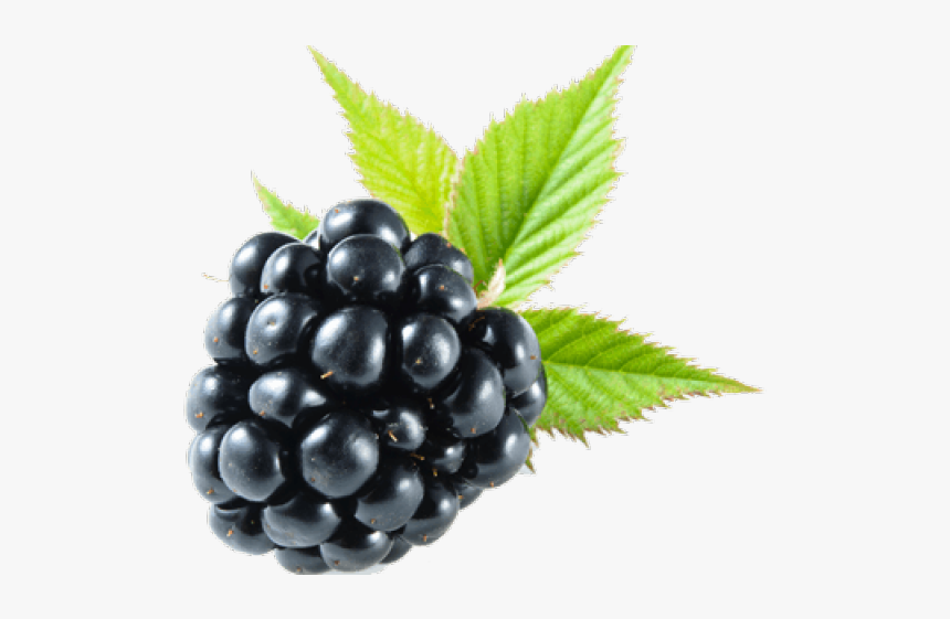 Blackberry Fruit Png Transparent Images - Blackberry Png, Png Download, Free Download