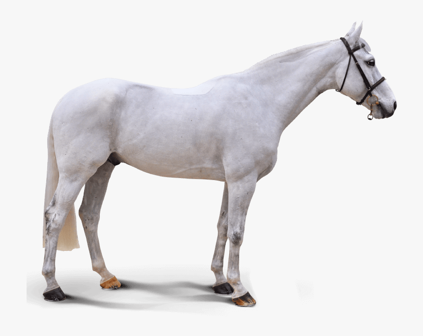 Baby Blue - Stallion, HD Png Download, Free Download