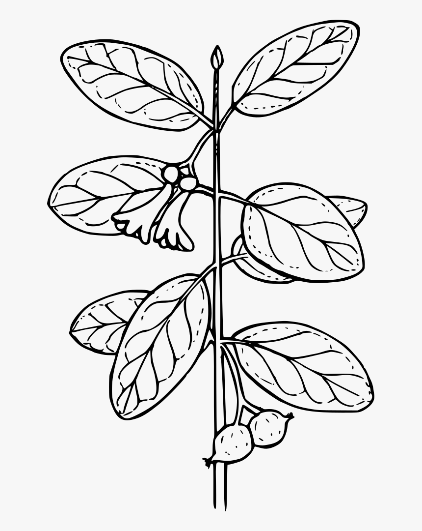 Utah Honeysuckle - Utah Honeysuckle Plant, HD Png Download, Free Download