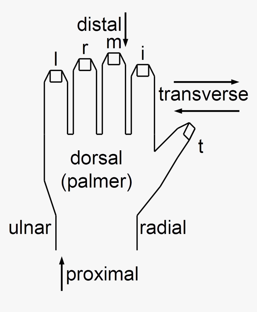 Anatomical String Figure Locations, Left Hand - Parallel, HD Png Download, Free Download