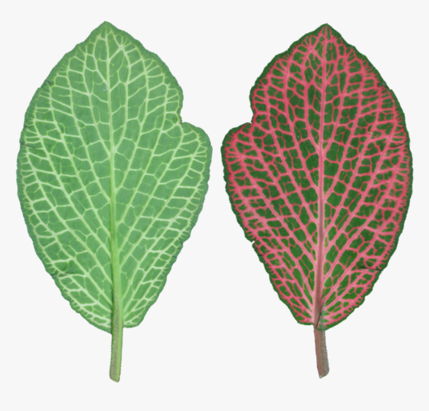 Plant Pathology, HD Png Download, Free Download