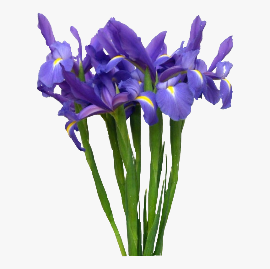 Lirios Azules - Iris Versicolor, HD Png Download, Free Download