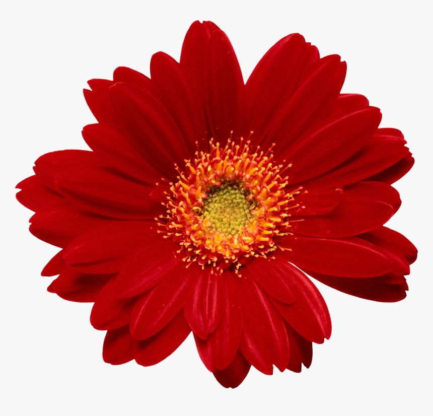 Clip Art Marcos Gratis Para Fotos - Flower, HD Png Download, Free Download