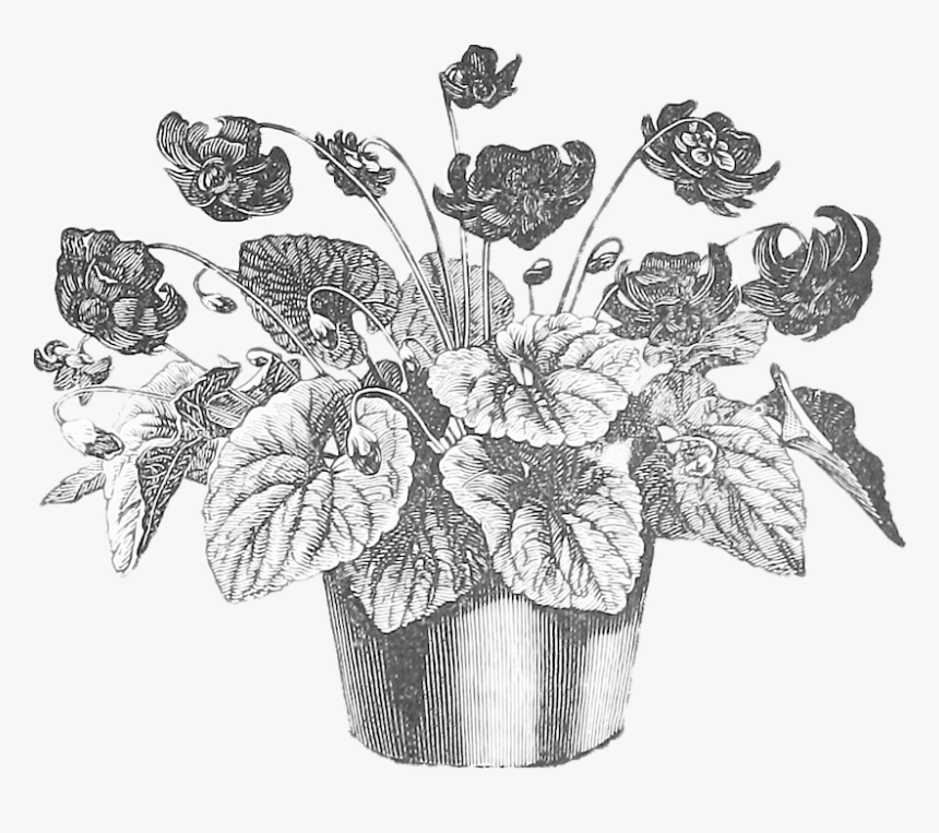 Pot, Plant, Vintage, Drawing, Gardening, Garden, Nature - Vintage Flower Pot Illustration, HD Png Download, Free Download