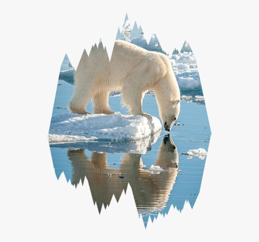 Transparent Polar Bear On Ice Clipart - Polar Bear Looking At Reflection Drawing, HD Png Download, Free Download