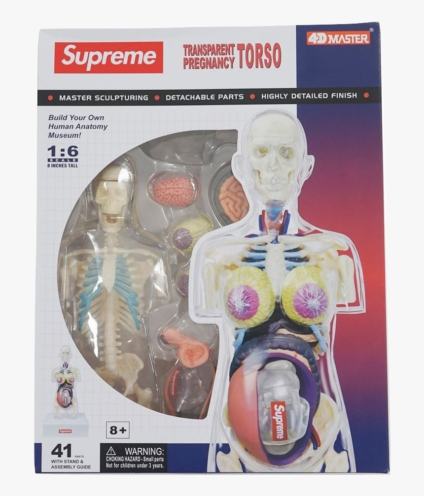 Supreme Female Anatomy Model, HD Png Download, Free Download