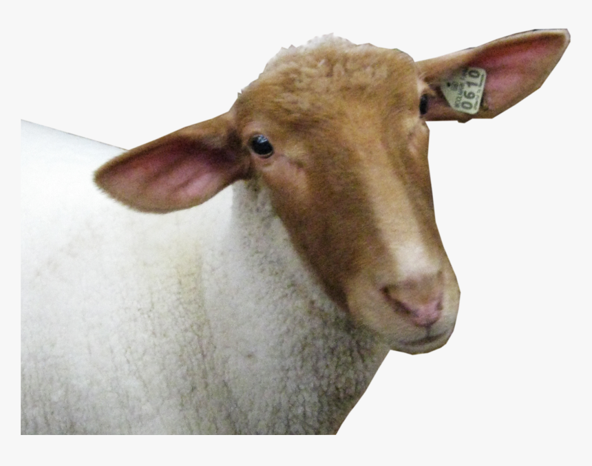 Baby Sheep Png, Transparent Png, Free Download