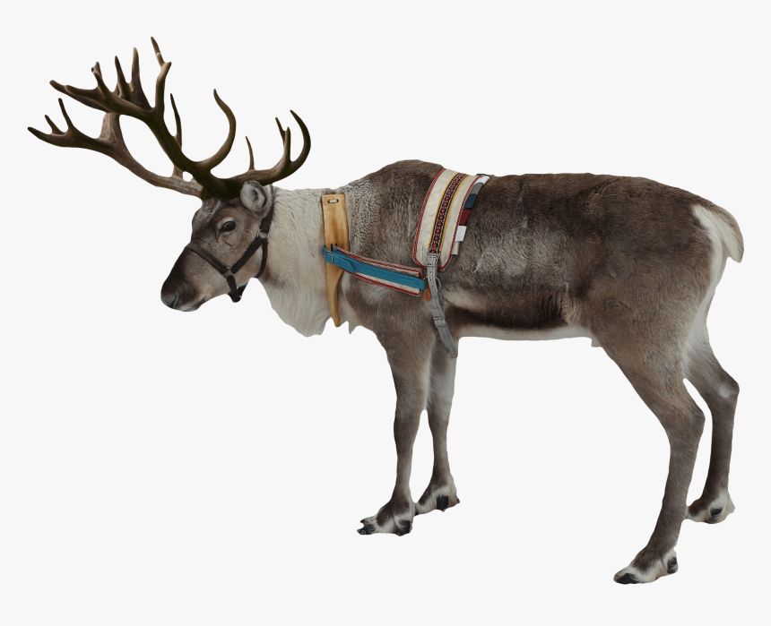 Reindeer Png - Reindeer Transparent, Png Download, Free Download