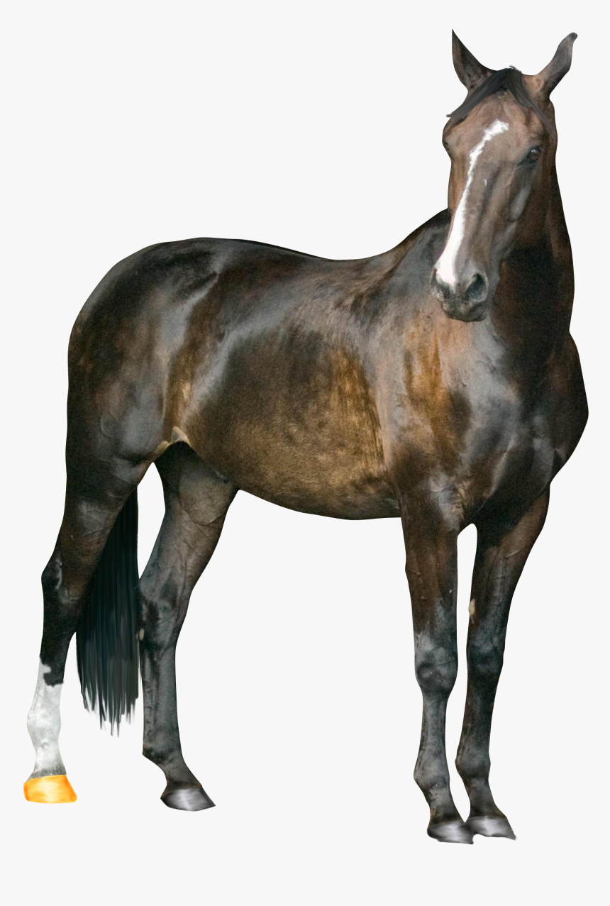 Horse Png Image Png Image - Vijay Mahar Horse Background, Transparent Png, Free Download