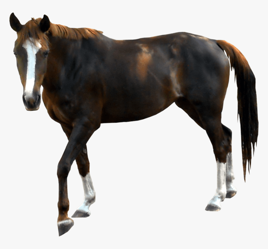 Horse With Transparent Background, HD Png Download, Free Download