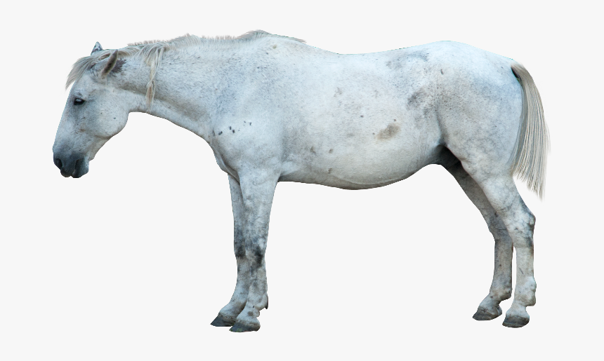 Horse Png Image Transparent - Transparent White Horse Png, Png Download, Free Download