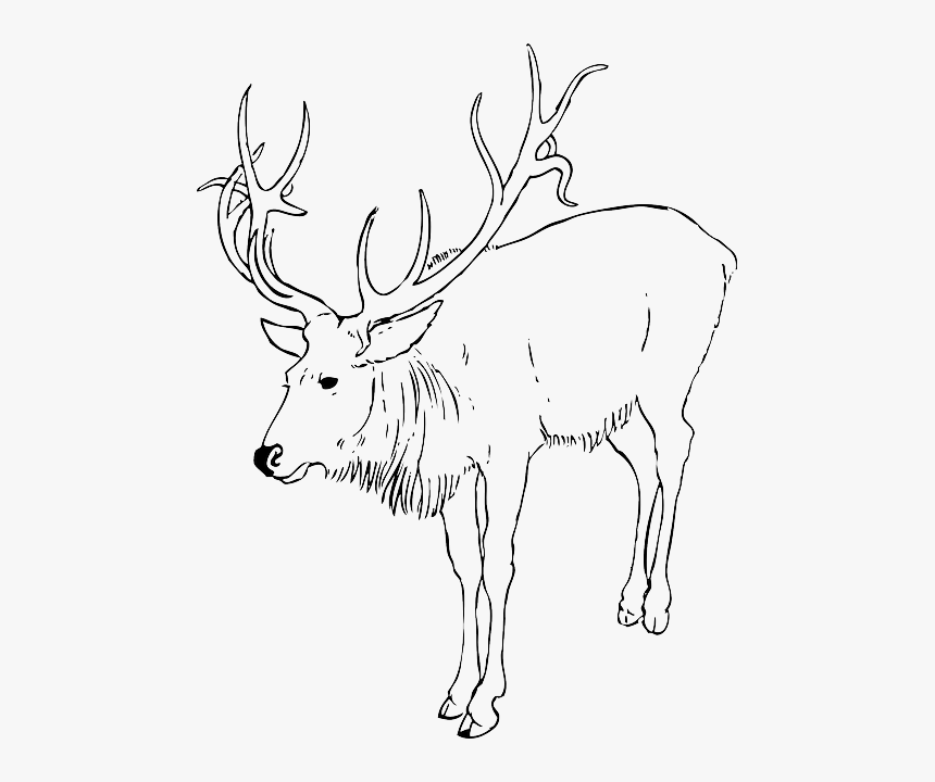 Christmas, Reindeer, Animal, Stag, Antlers, Animals - Clip Art Black And White Reindeer, HD Png Download, Free Download