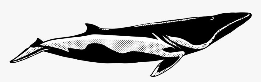 Transparent Whale Tail Png - Zwergwal, Png Download, Free Download