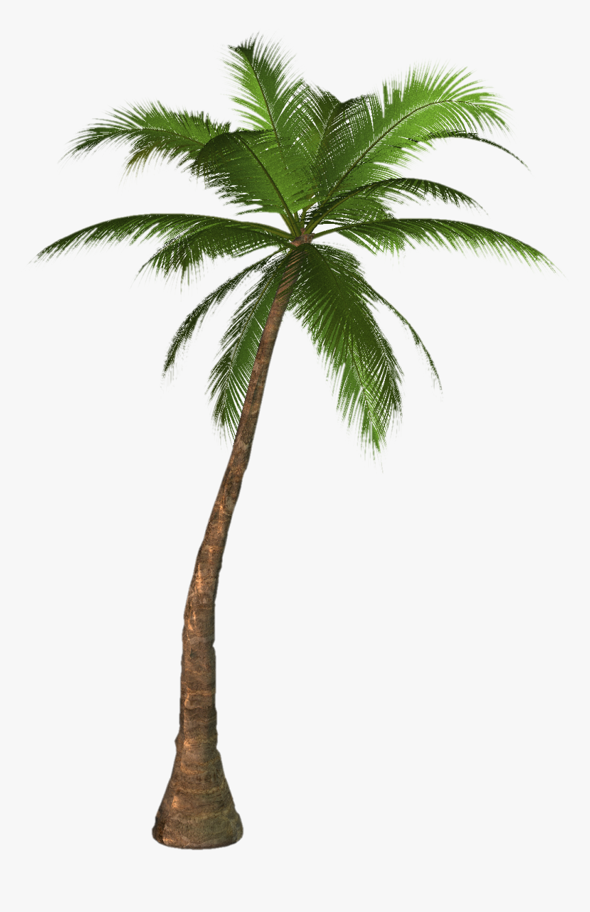 Image Result For Palm Tree - Palm Tree Png, Transparent Png, Free Download