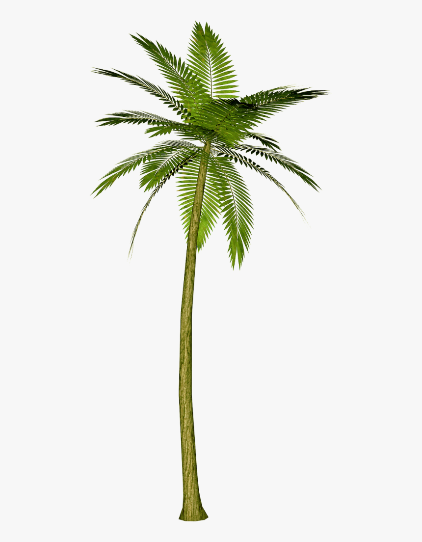 Single Coconut Tree Png, Transparent Png, Free Download
