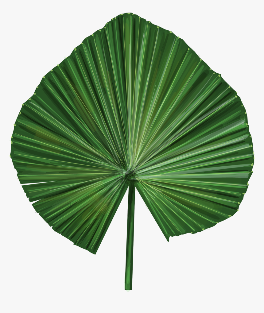 Palm Leaf Vector Png, Transparent Png, Free Download