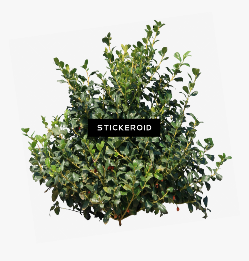 Tree Bush Png - Bush Png, Transparent Png, Free Download