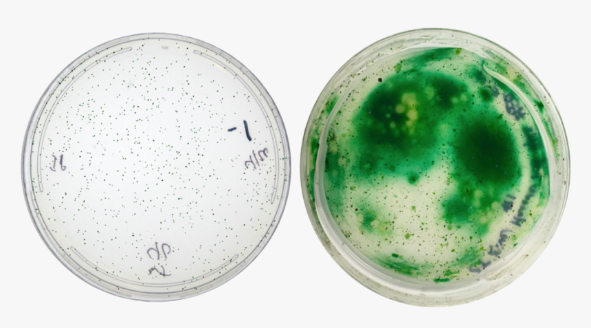 Petri Dish Diversity - Cyanobacteria In Petri Dish, HD Png Download, Free Download