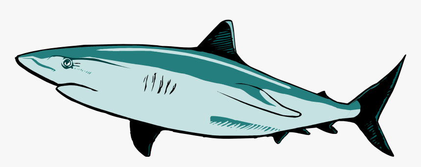 - Great White Shark Shark Vector Clipart , Png Download - Shark, Transparent Png, Free Download