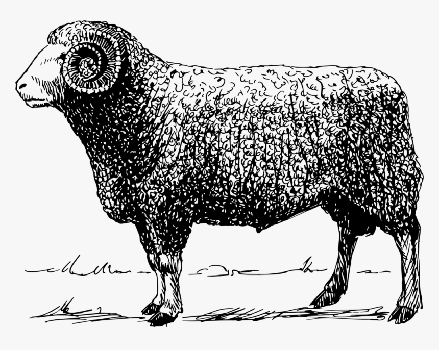 Animal - Ram Vector Png, Transparent Png, Free Download