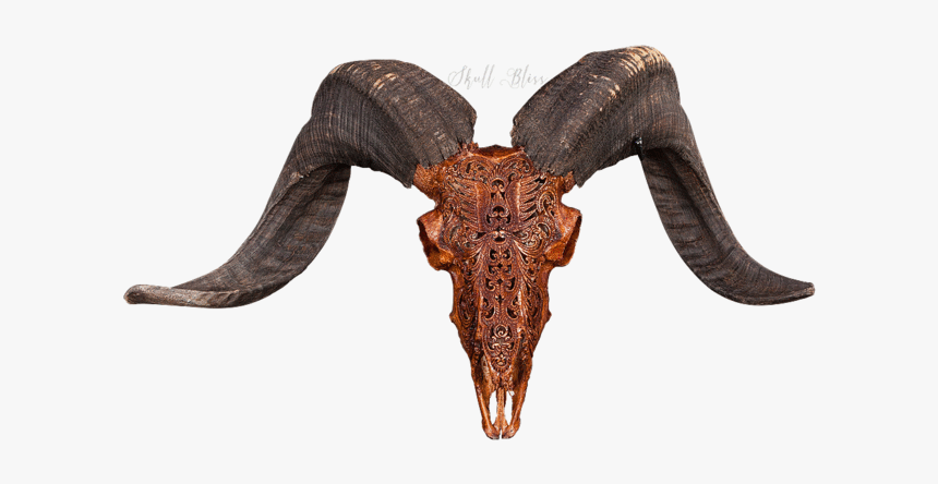 Ram Animal Png - Natural Ram Animal Skull Png, Transparent Png, Free Download