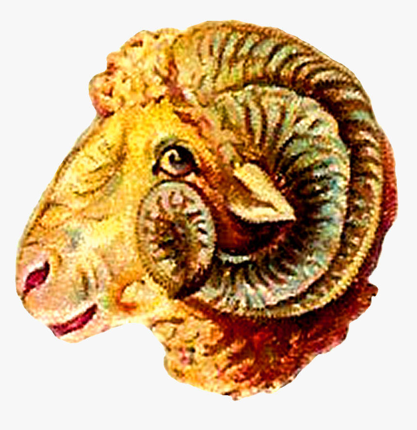 Ram Goat Digital Clip Art - Dall's Sheep, HD Png Download, Free Download