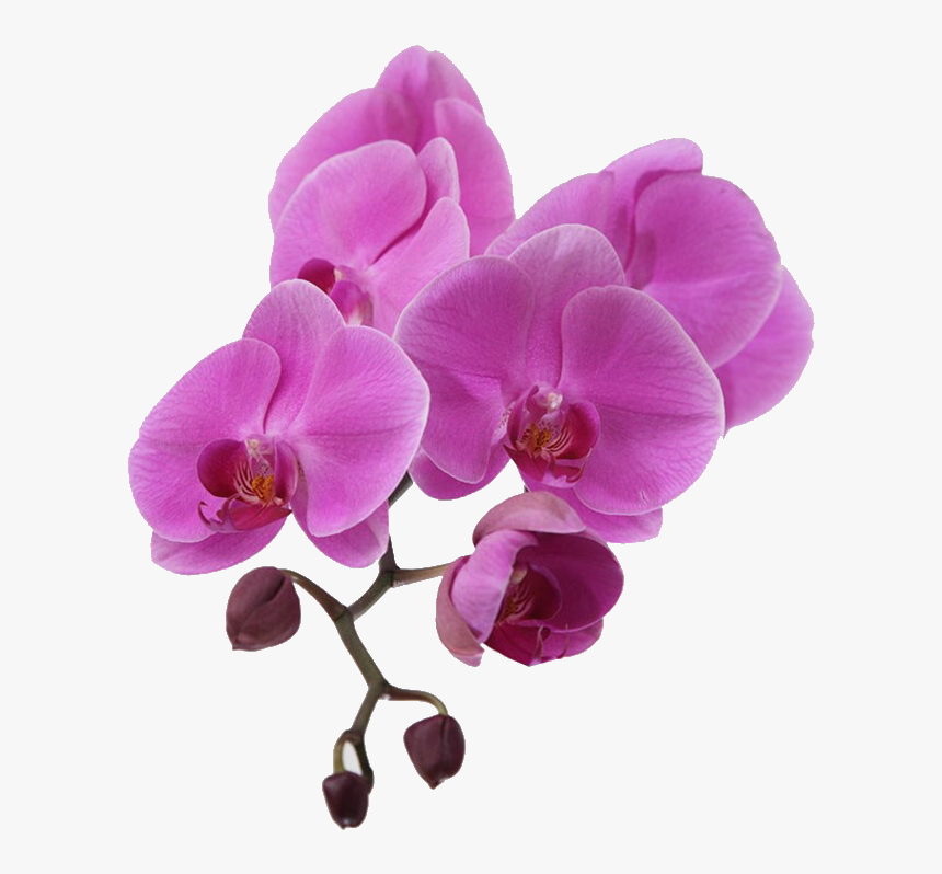 Orquídeas Png, Transparent Png, Free Download