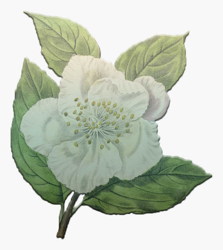 Rosa Canina, HD Png Download - kindpng