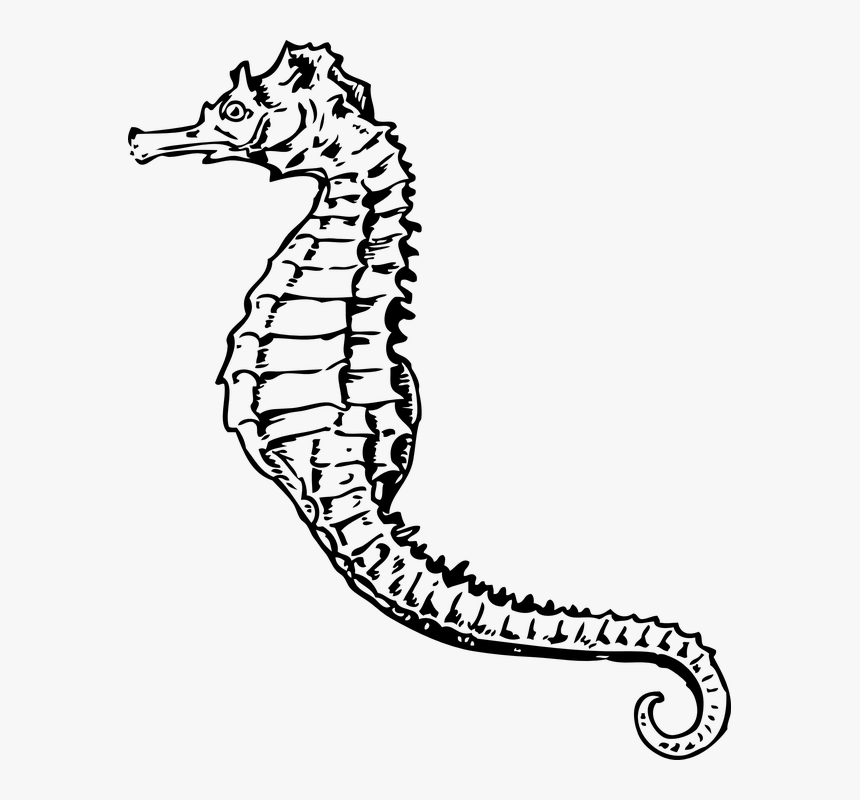 Seahorse, Marine Life, Sea Life, Creature, Living - Sea Horse Clip Art, HD Png Download, Free Download