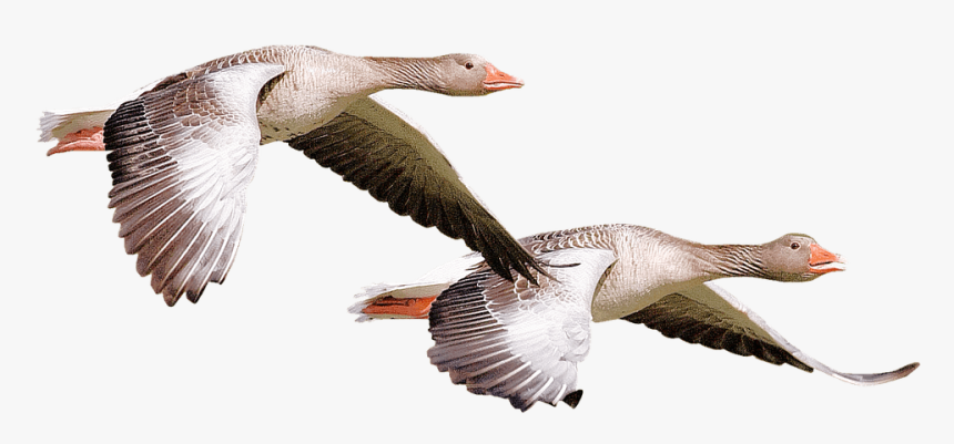 Wild Ducks - Goose Flying Png, Transparent Png, Free Download